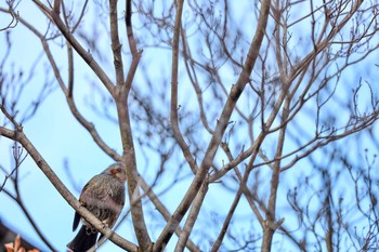 Brown-eared Bulbul 東京都渋谷区 Mon, 1/6/2020