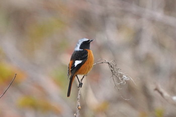 Daurian Redstart 多摩川 Thu, 1/2/2020