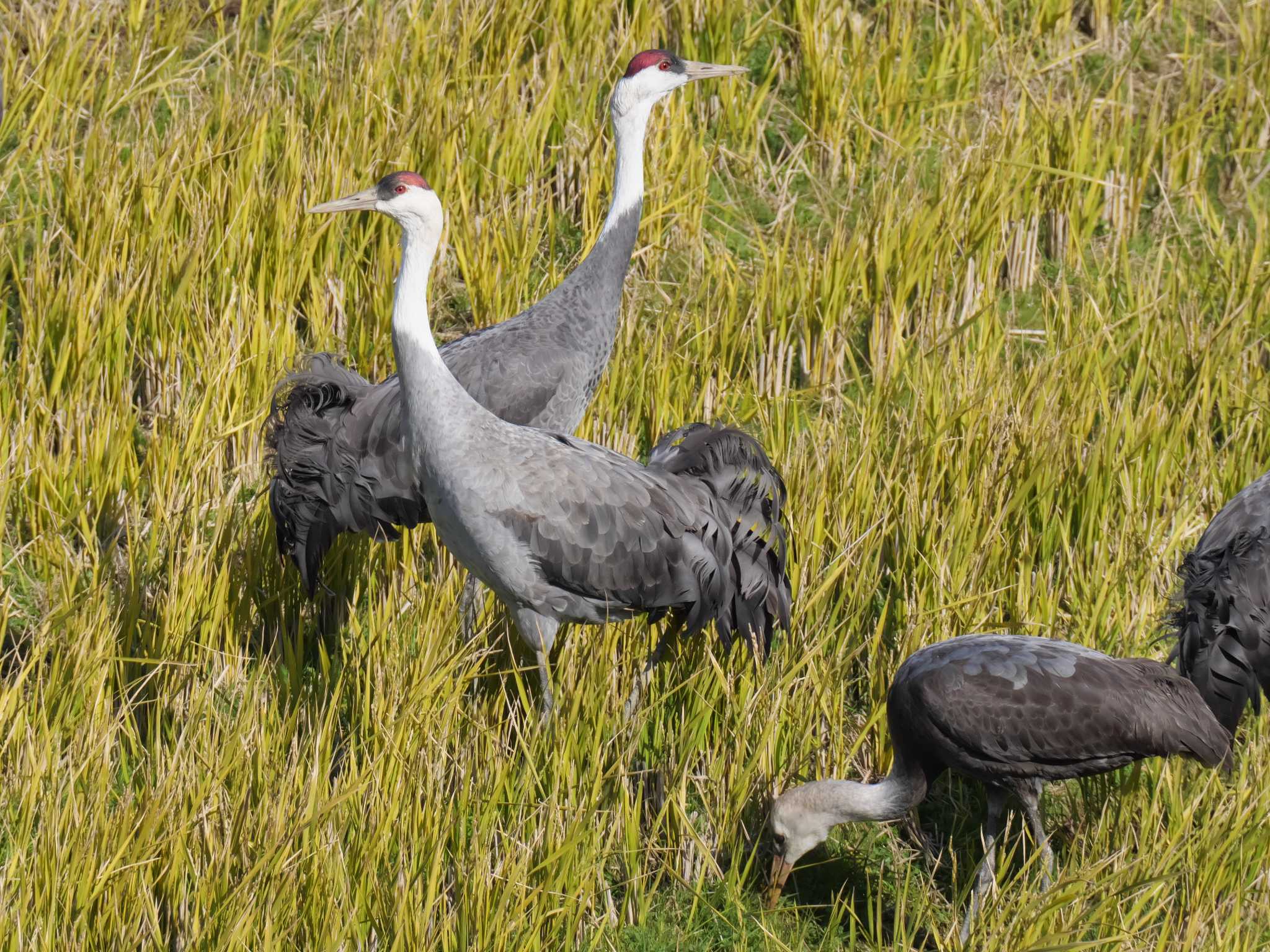 Photo of Hooded Crane at Izumi Crane Observation Center by 禽好き