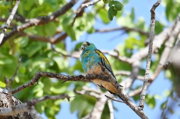 2019年10月13日(日) オーストラリアの野鳥観察記録