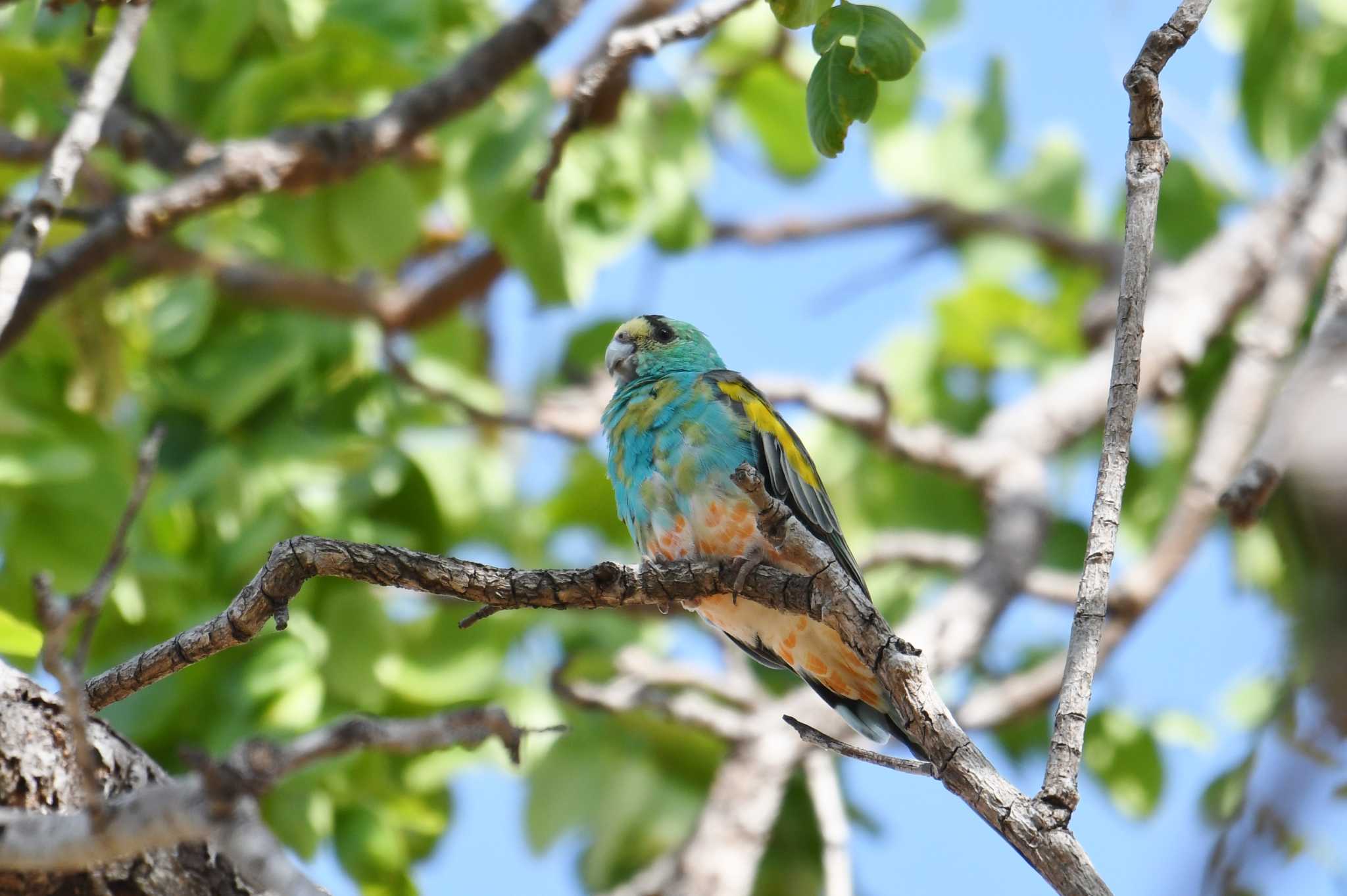 Golden-shouldered Parrot