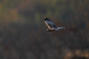 Eastern Marsh Harrier 山口県　山口市 Fri, 1/3/2020