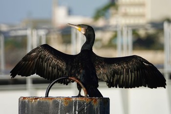 Great Cormorant La Rochelle Sat, 10/26/2019