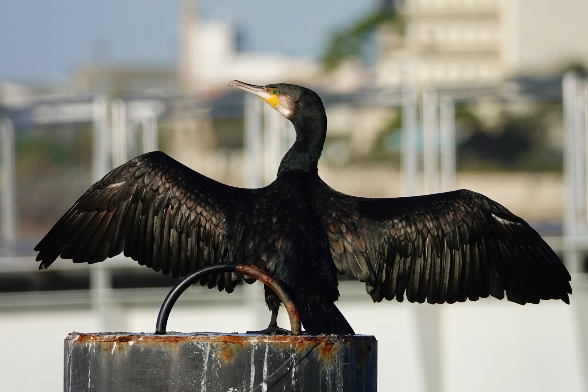 Photo of Great Cormorant at La Rochelle by のどか