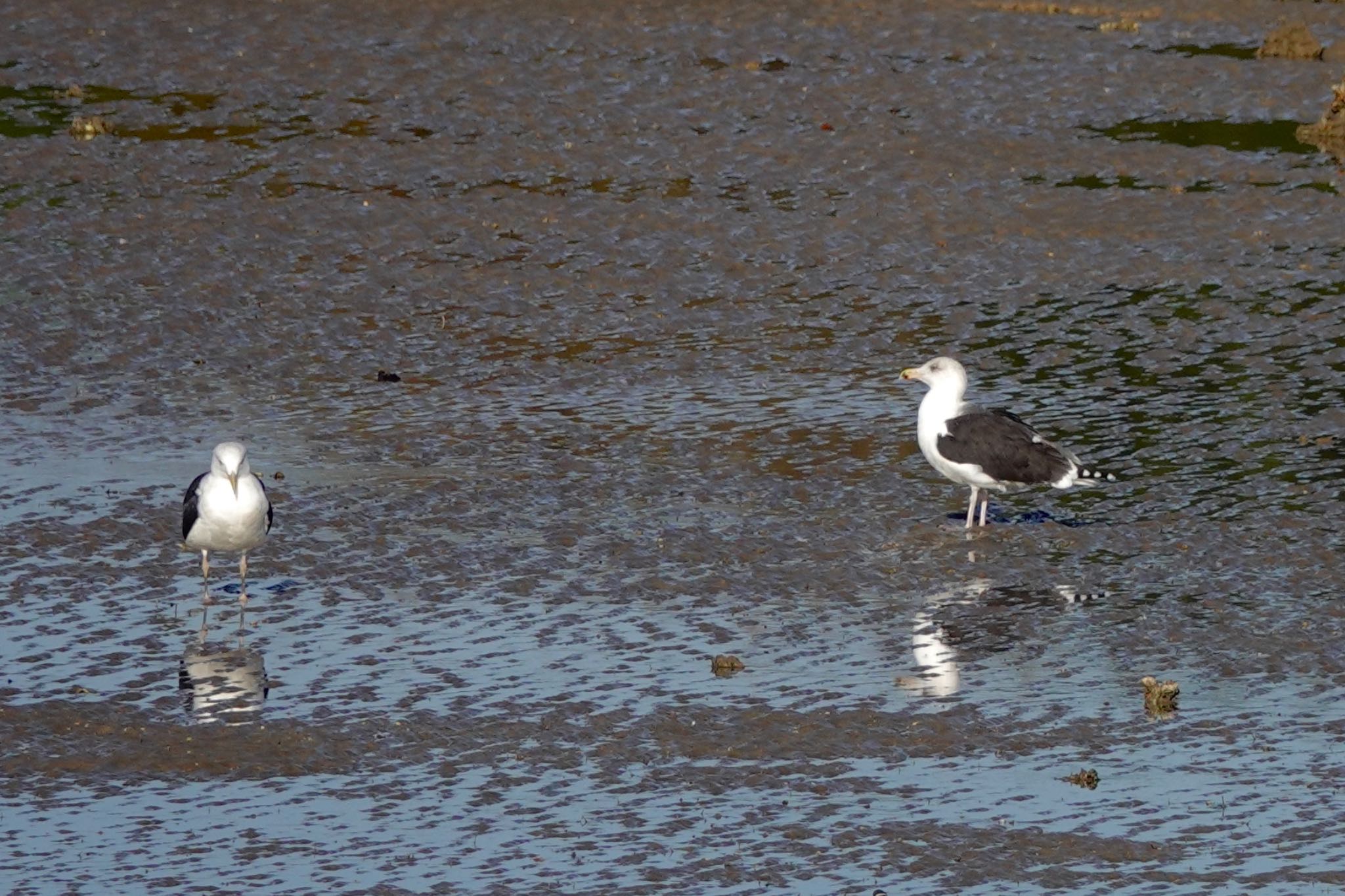 Great Black-backed Gull