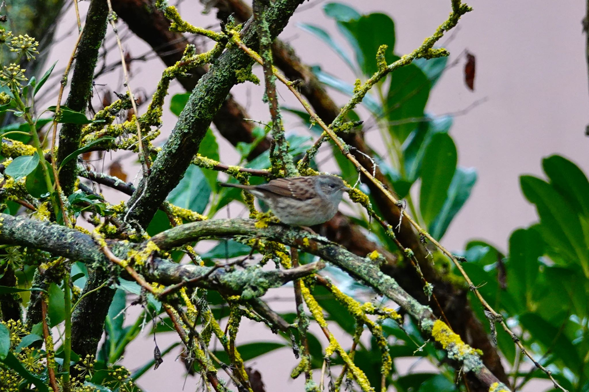 Photo of Dunnock at La Rochelle by のどか