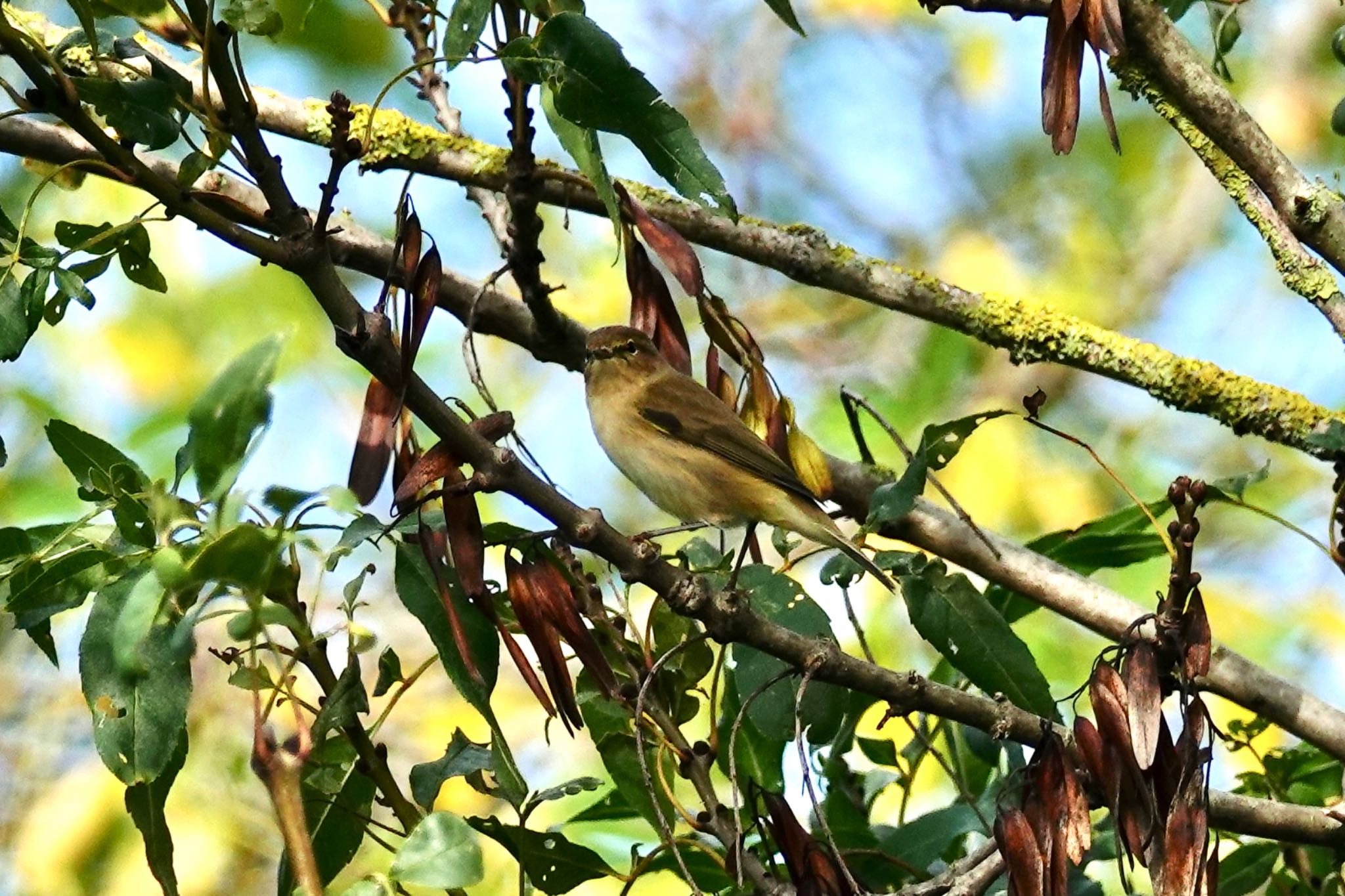 Photo of Common Chiffchaff at La Rochelle by のどか
