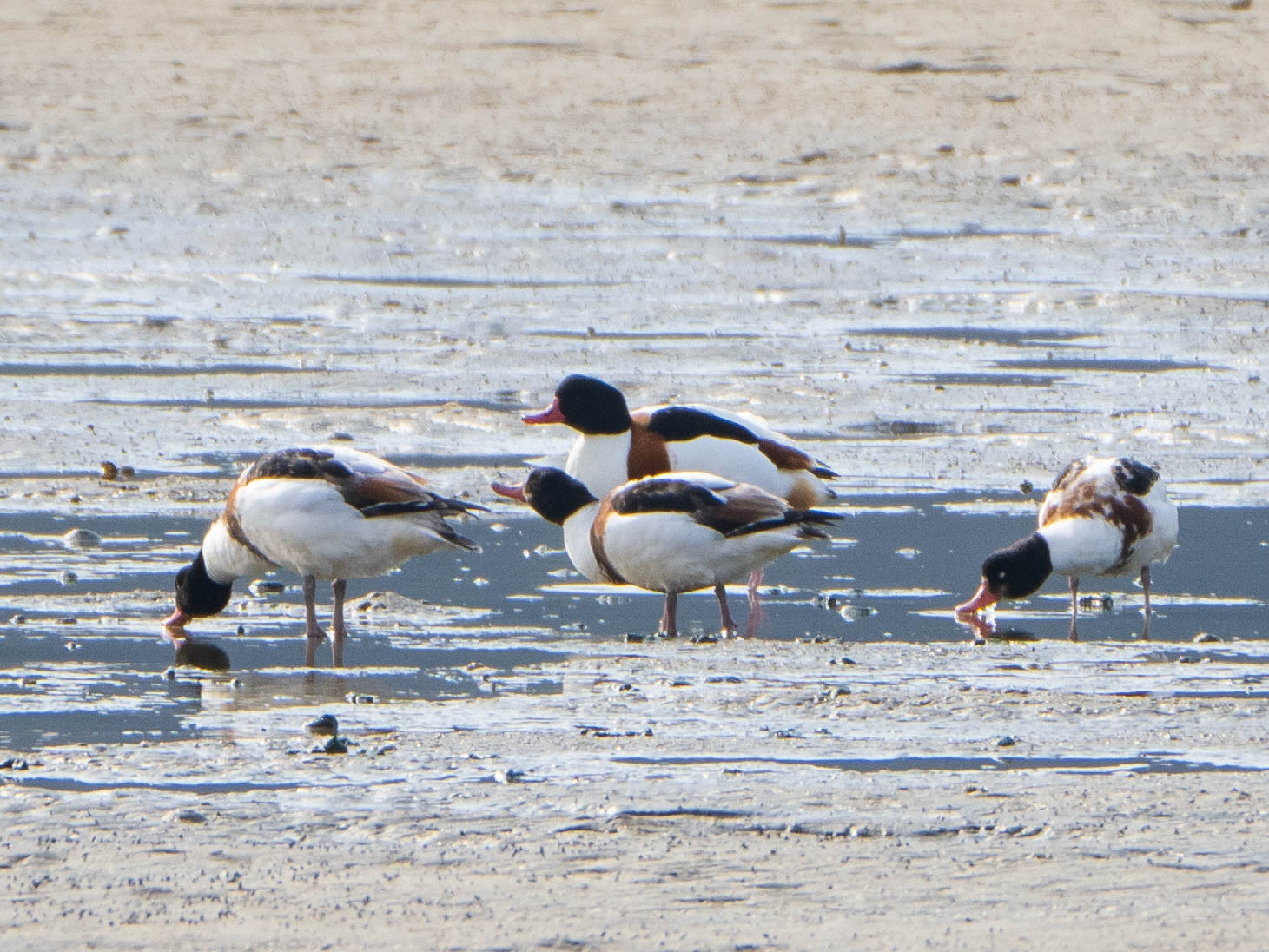 Common Shelduck