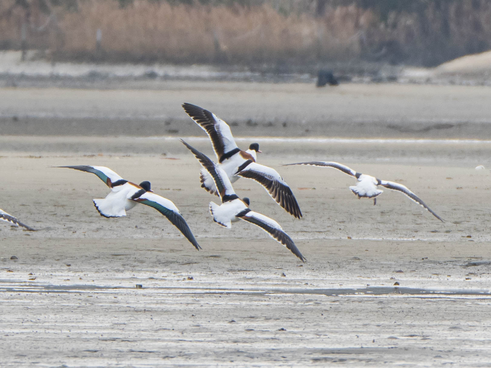 Photo of Common Shelduck at 和白干潟 by ryokawameister