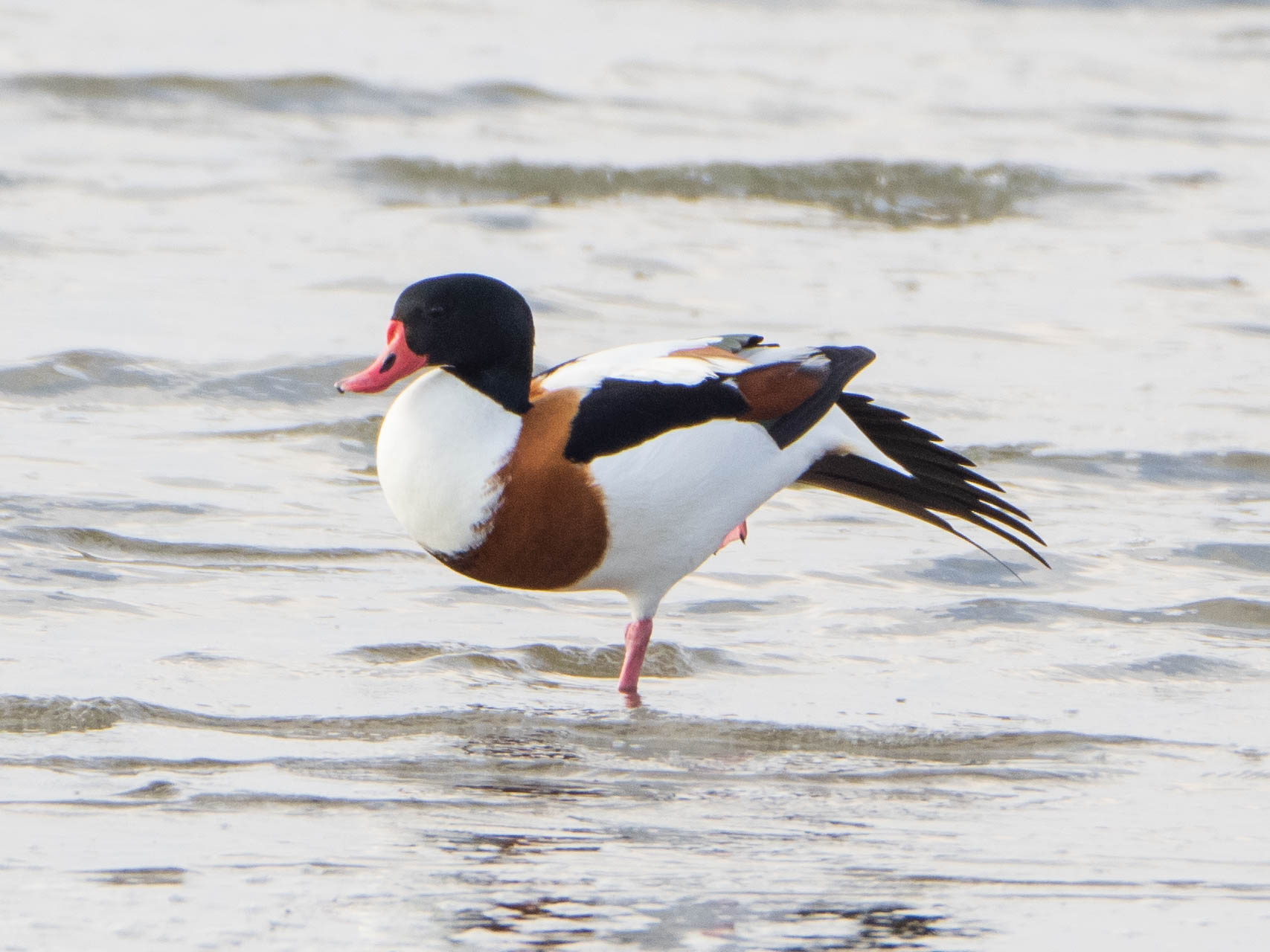 Common Shelduck