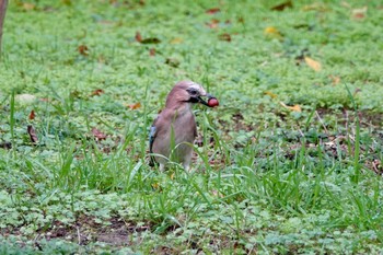 Eurasian Jay(brandtii) Saint-Germain-en-Laye,France Mon, 10/28/2019