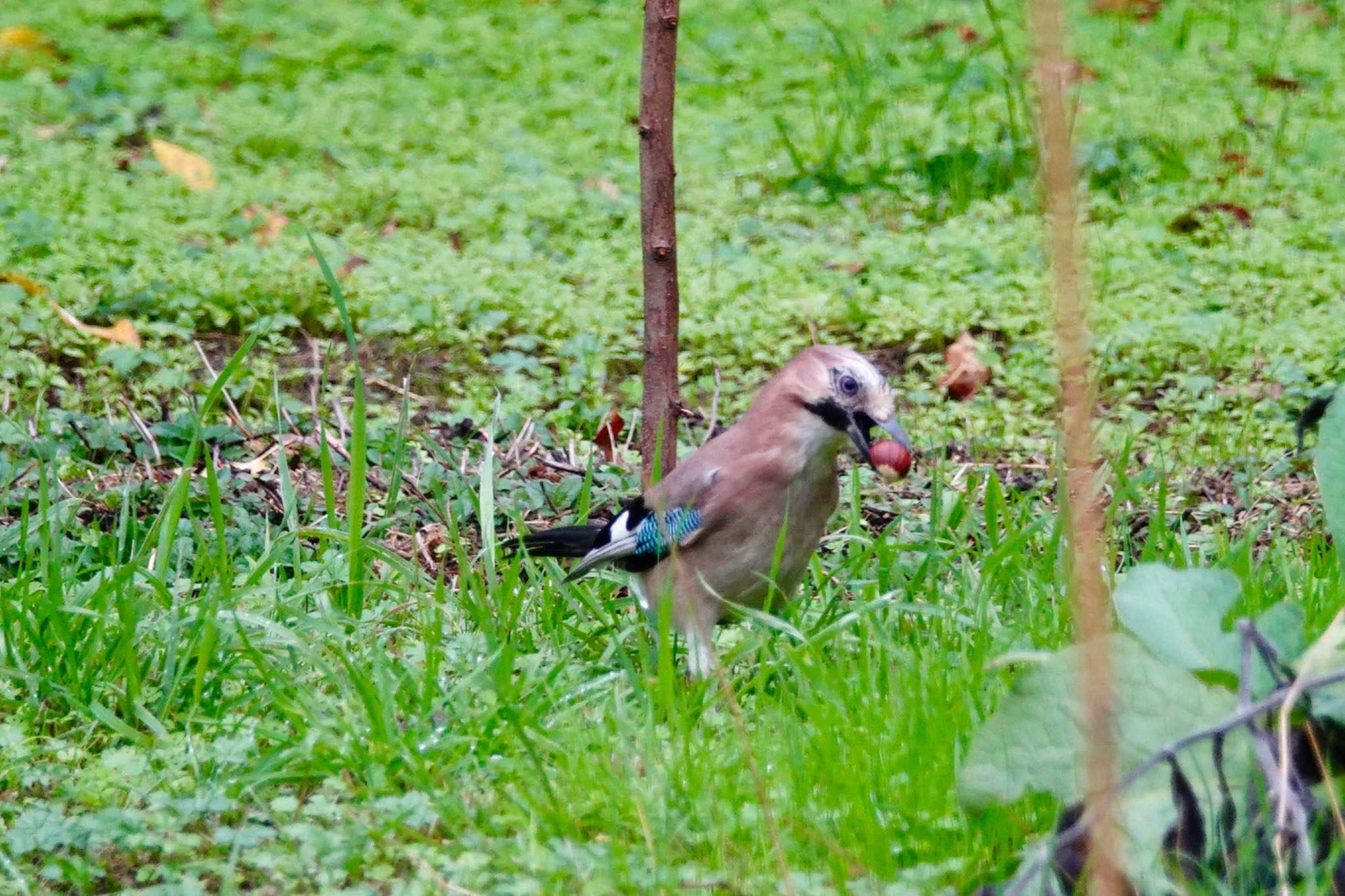 Photo of Eurasian Jay(brandtii) at Saint-Germain-en-Laye,France by のどか