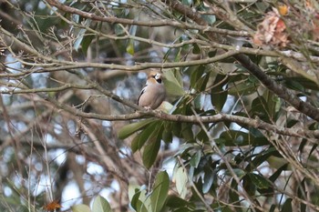 シメ 館山野鳥の森 2020年1月5日(日)