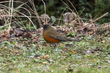 アカハラ 館山野鳥の森 2020年1月5日(日)