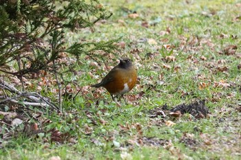 アカハラ 館山野鳥の森 2020年1月5日(日)