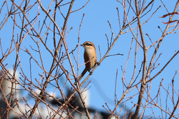 2020年1月6日(月) 三ツ池公園(横浜市鶴見区)の野鳥観察記録