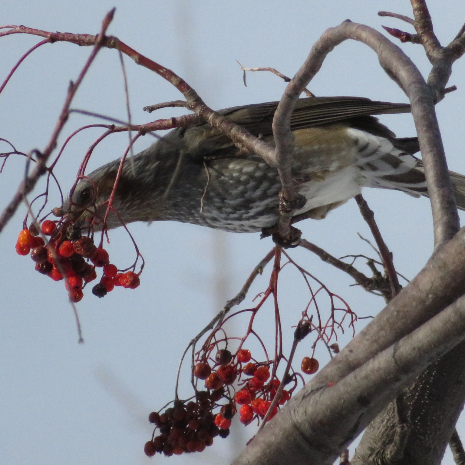 Photo of Dusky Thrush at Makomanai Park by xuuhiro