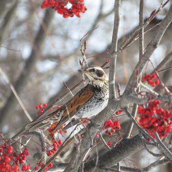 Dusky Thrush Makomanai Park Tue, 1/7/2020