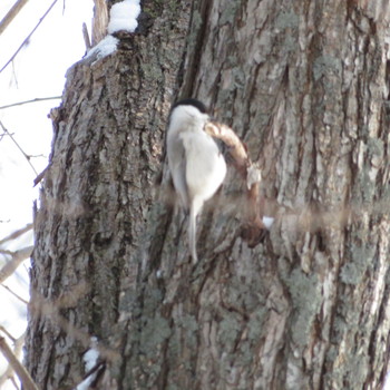 Marsh Tit Makomanai Park Tue, 1/7/2020