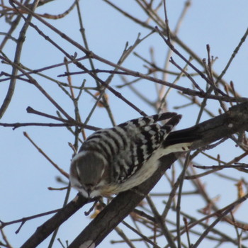 Japanese Pygmy Woodpecker Makomanai Park Tue, 1/7/2020