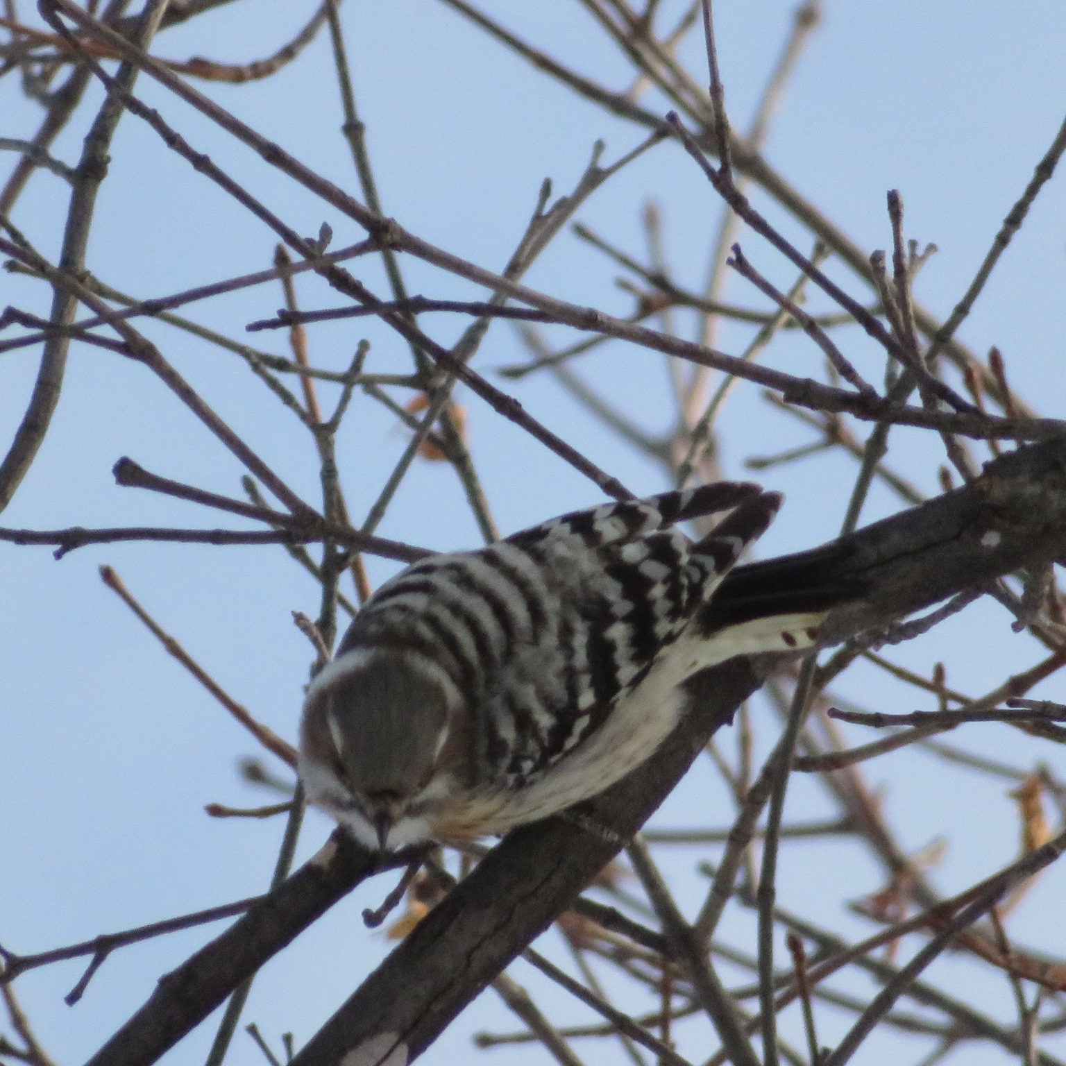 Photo of Japanese Pygmy Woodpecker at Makomanai Park by xuuhiro