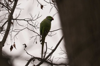 2020年1月7日(火) 三ツ池公園(横浜市鶴見区)の野鳥観察記録