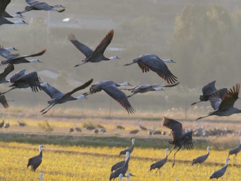 Hooded Crane Izumi Crane Observation Center Sat, 1/4/2020