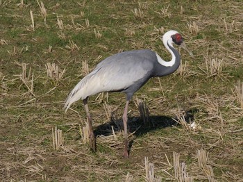 White-naped Crane Izumi Crane Observation Center Sat, 1/4/2020