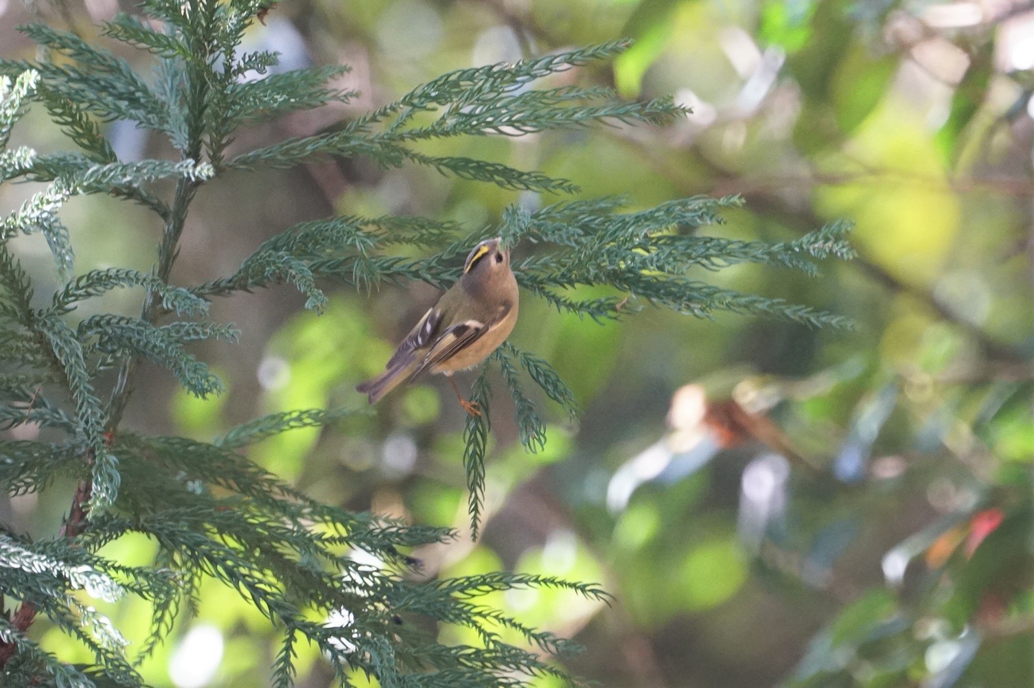 鳥取 キクイタダキの写真 by マル