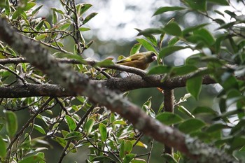 2020年1月6日(月) 鳥取の野鳥観察記録