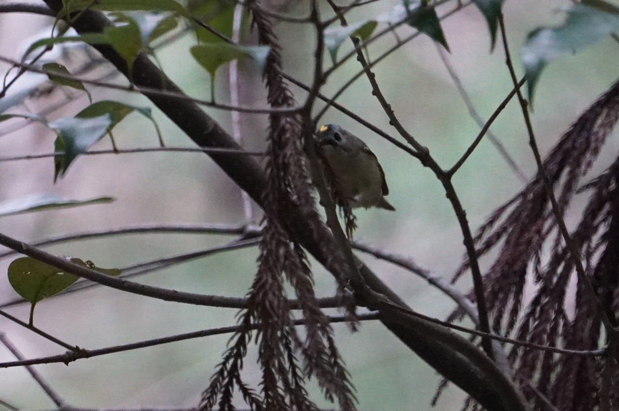 Goldcrest