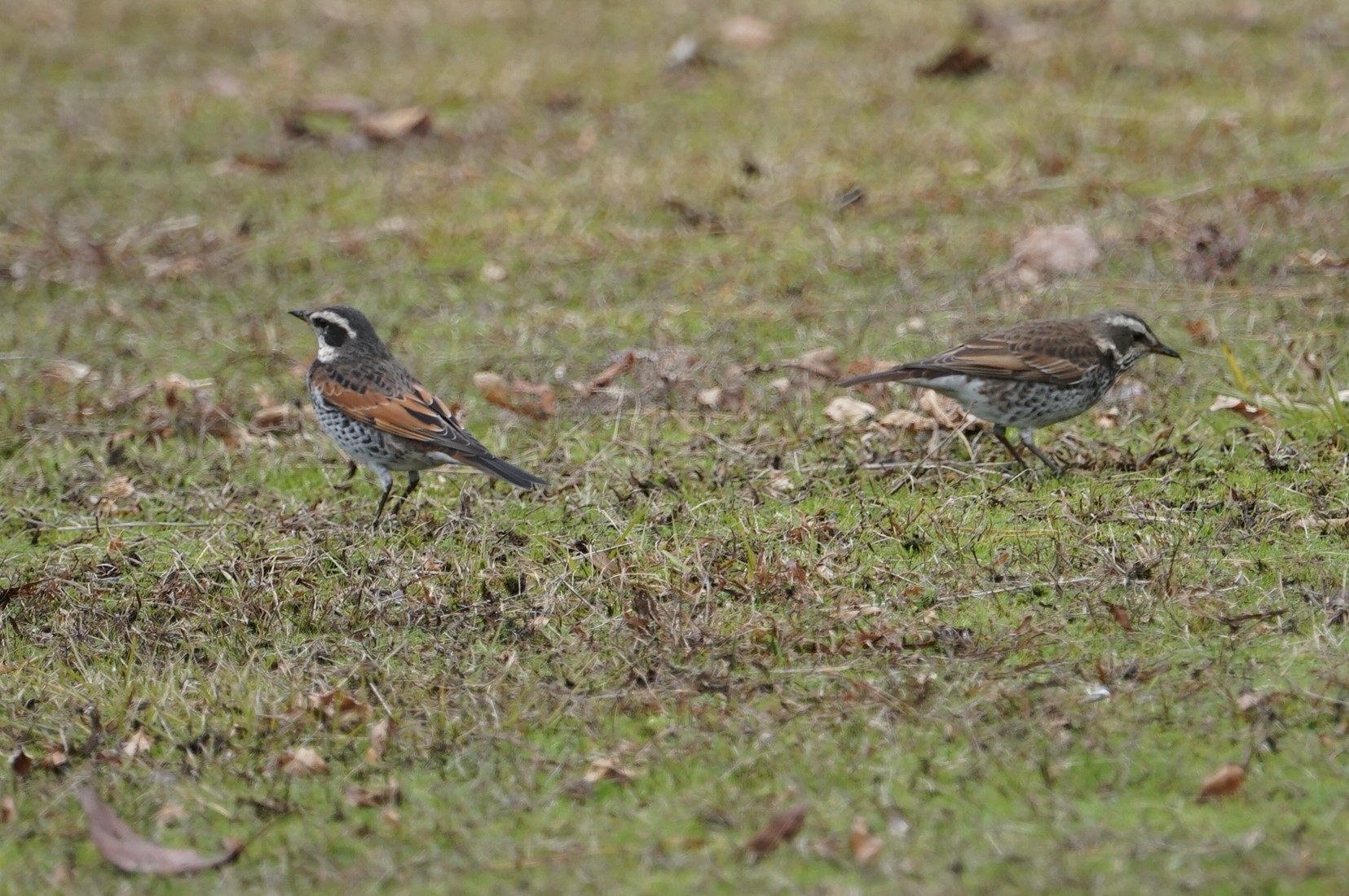 Dusky Thrush