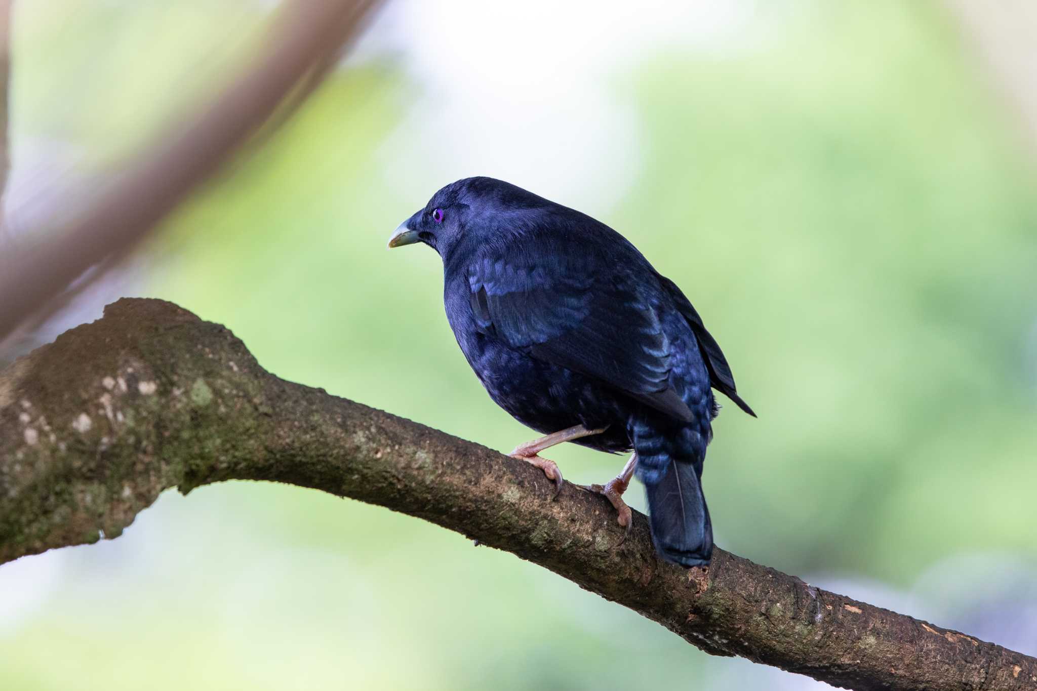 Satin Bowerbird