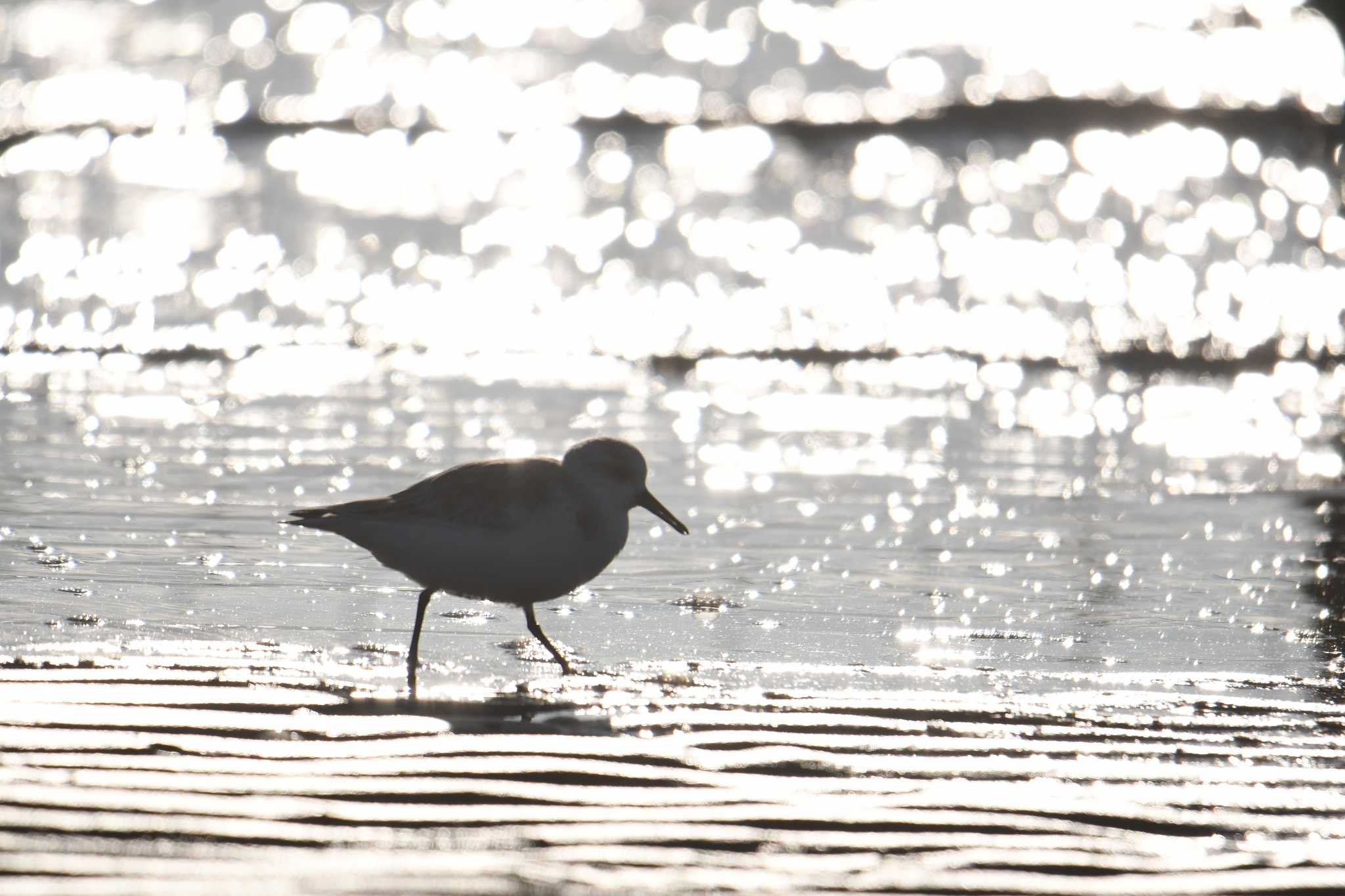 ふなばし三番瀬海浜公園 ミユビシギの写真 by あひる