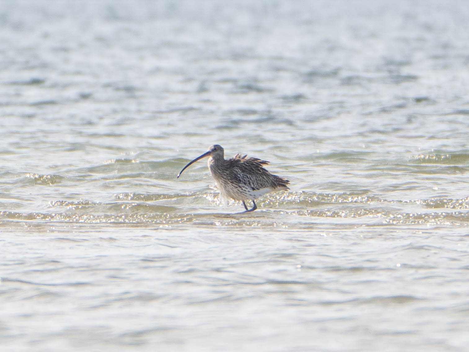 Eurasian Curlew