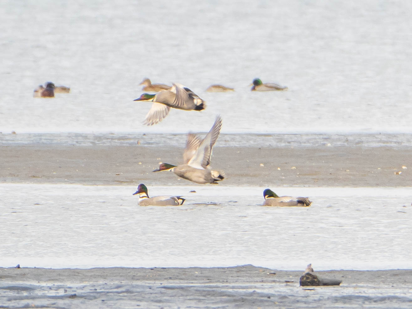 Falcated Duck