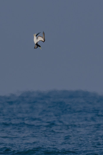 Brown Booby 福岡県　芦屋町 Thu, 1/2/2020