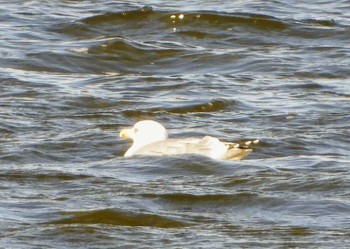 Vega Gull 多々良沼 Sun, 1/5/2020