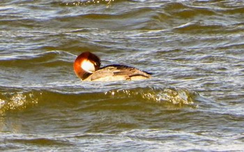 Smew 多々良沼 Sun, 1/5/2020