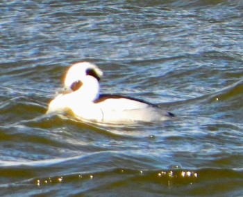 Smew 多々良沼 Sun, 1/5/2020