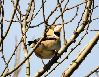 Hawfinch 多々良沼 Sun, 1/5/2020