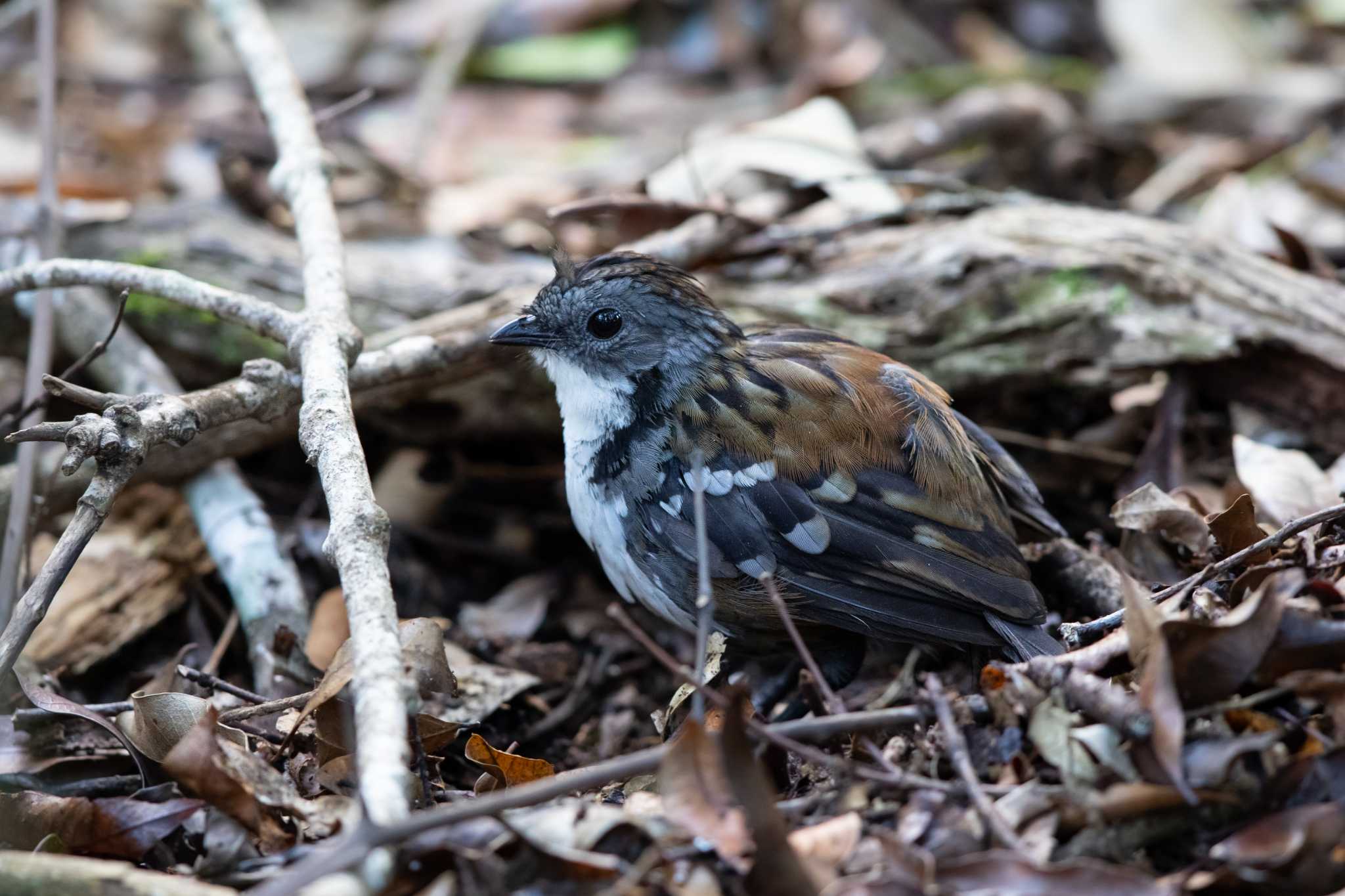 Australian Logrunner