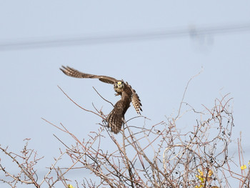 Common Kestrel 京都01 Fri, 1/3/2020