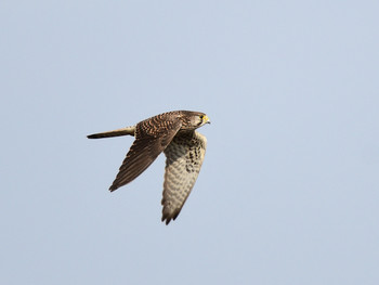 Common Kestrel 京都01 Fri, 1/3/2020