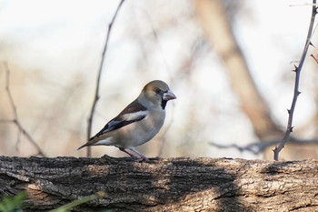 Hawfinch 多摩川 Fri, 1/3/2020