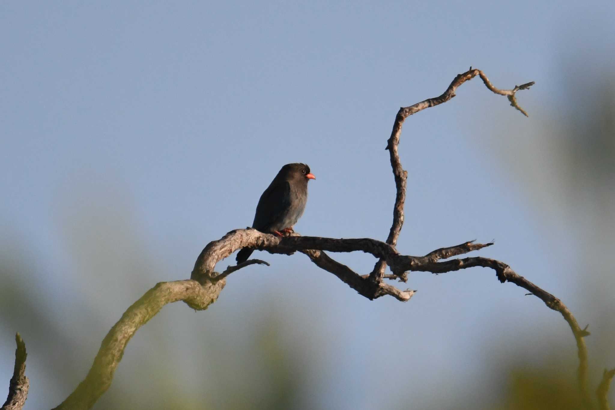 Oriental Dollarbird