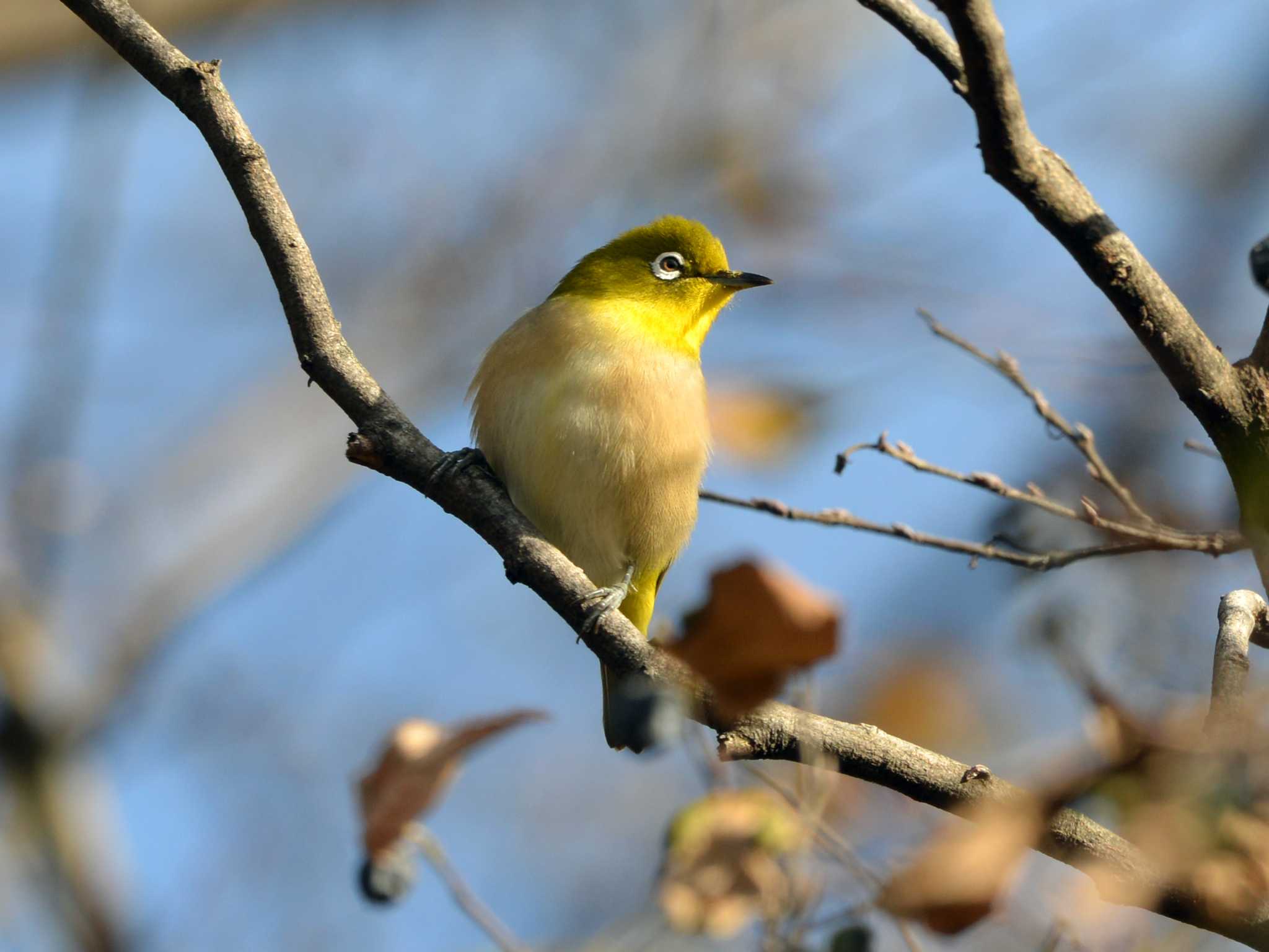 聚楽園公園 メジロの写真 by ポッちゃんのパパ