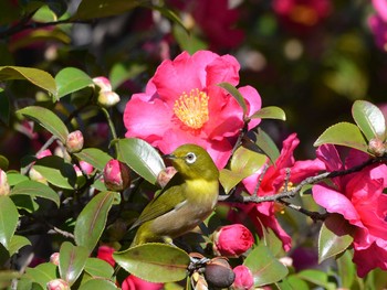 メジロ 聚楽園公園 2019年12月27日(金)