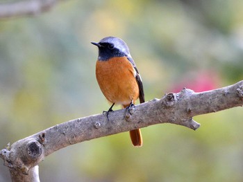 2019年12月27日(金) 聚楽園公園の野鳥観察記録