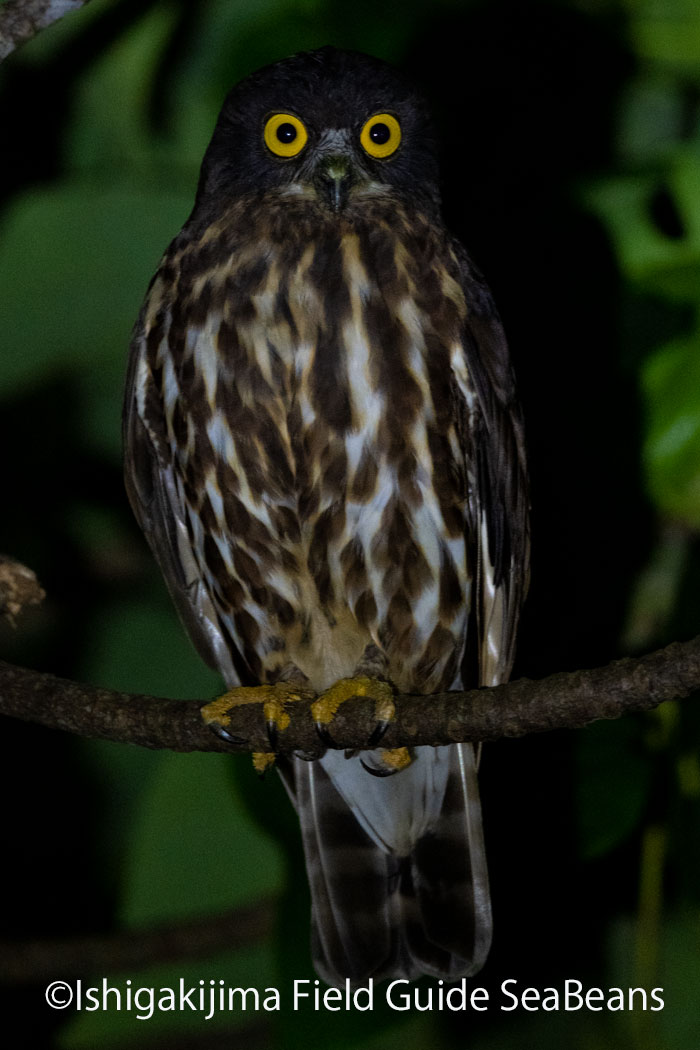 石垣島 リュウキュウアオバズクの写真 by 石垣島バードウオッチングガイドSeaBeans